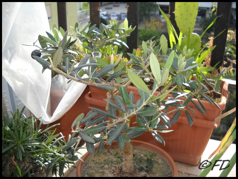Tricomi di Olea europaea